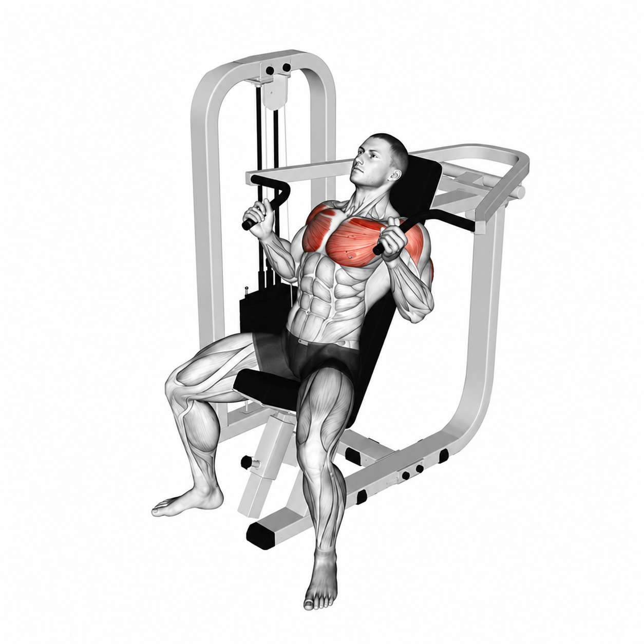 Chest Press