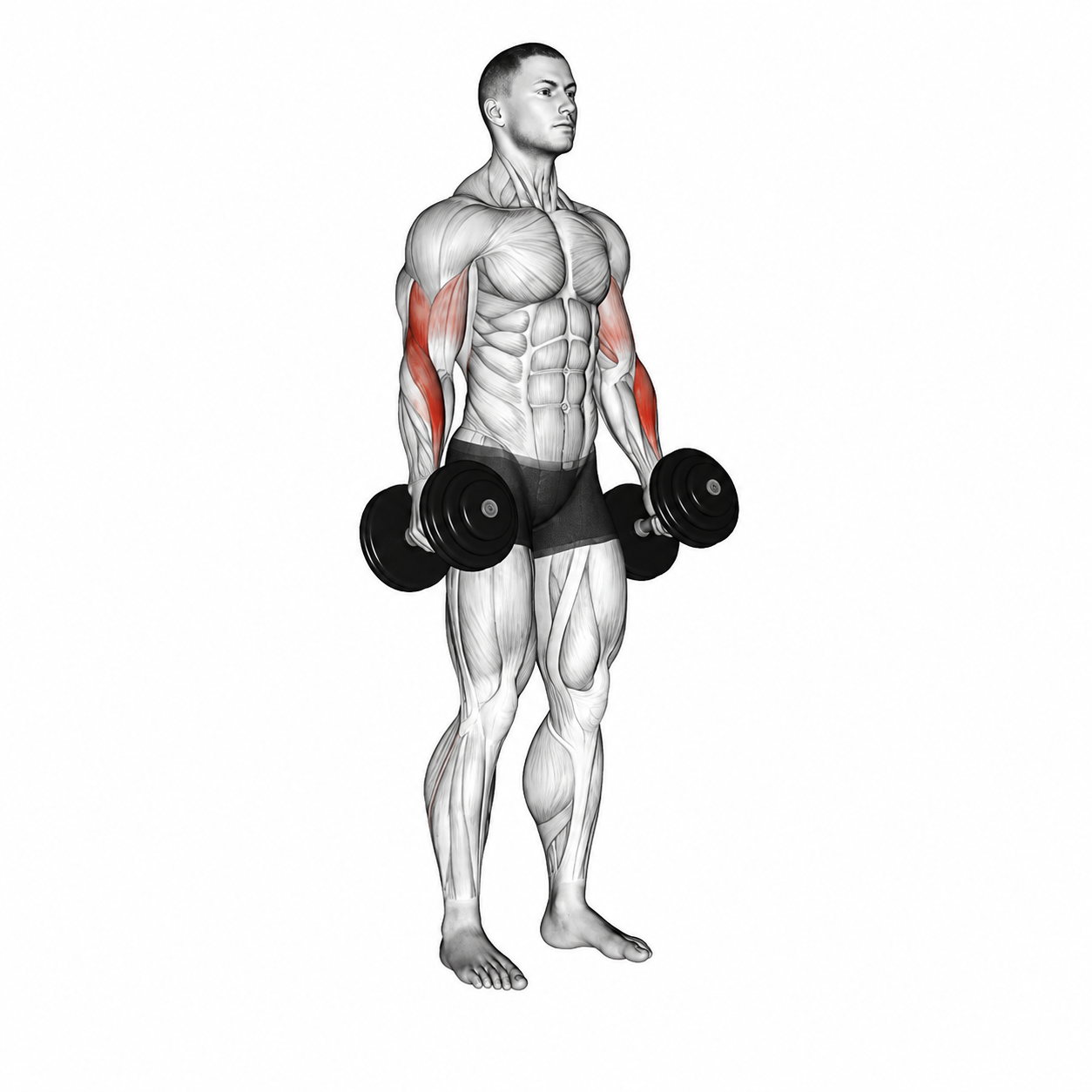 Overhead Triceps
