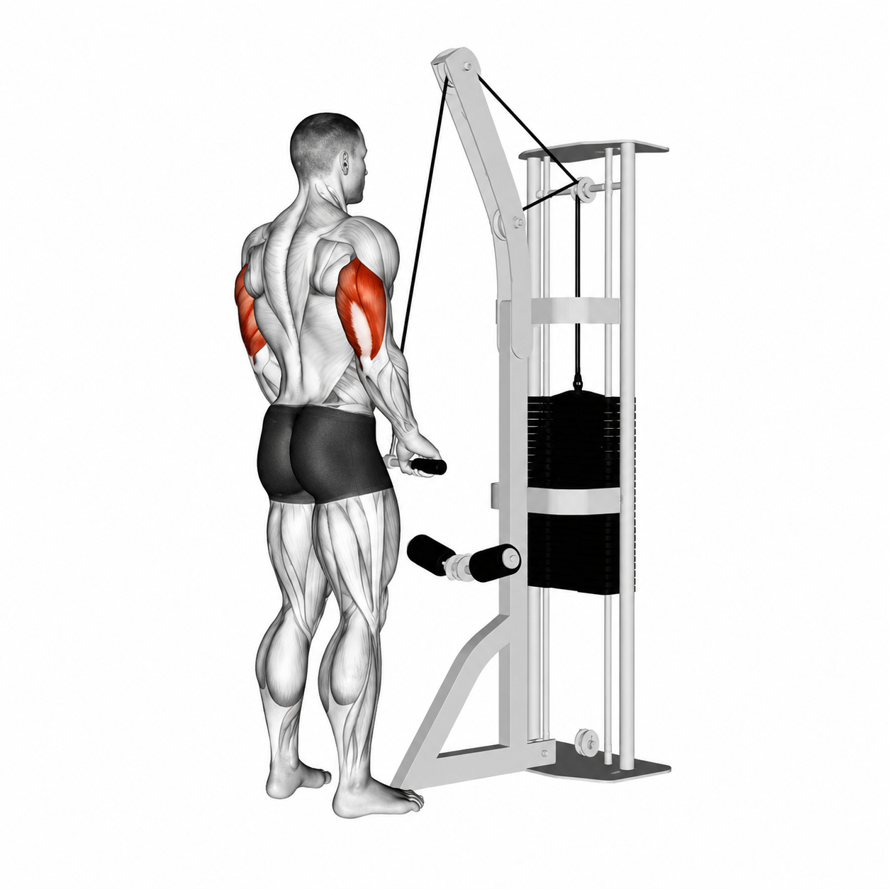 Triceps Pushdown