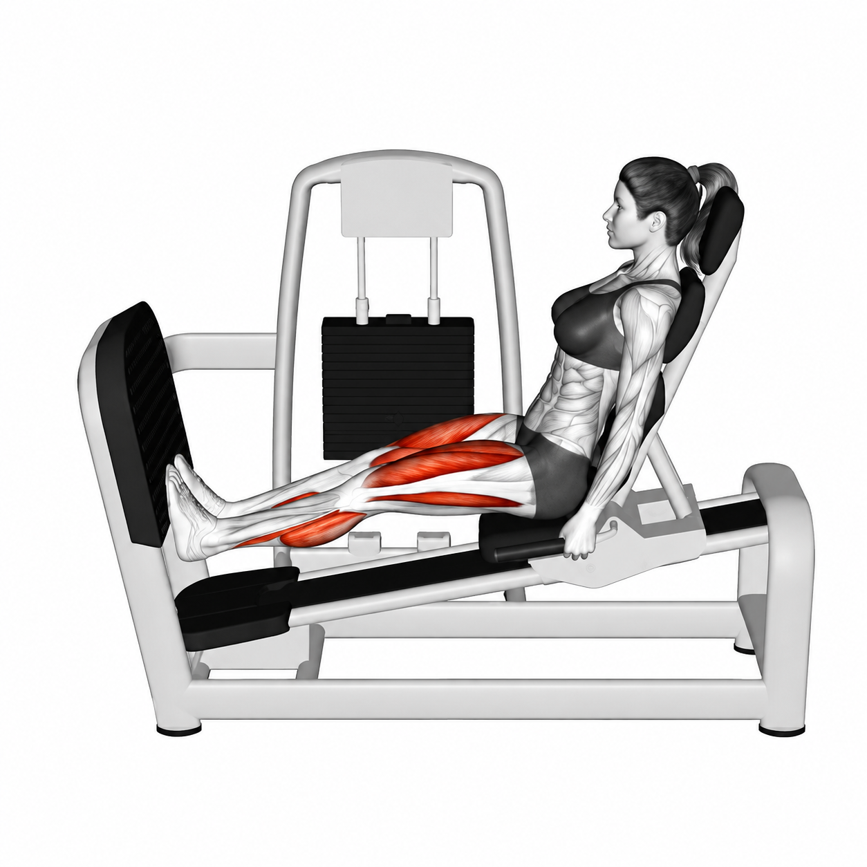 Leg Press