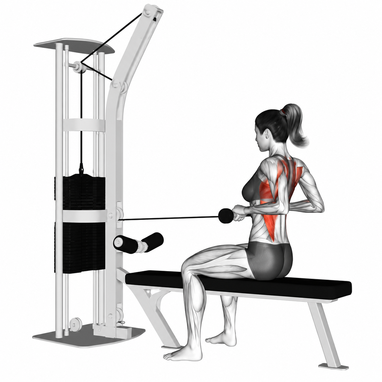 Seated Cable Row